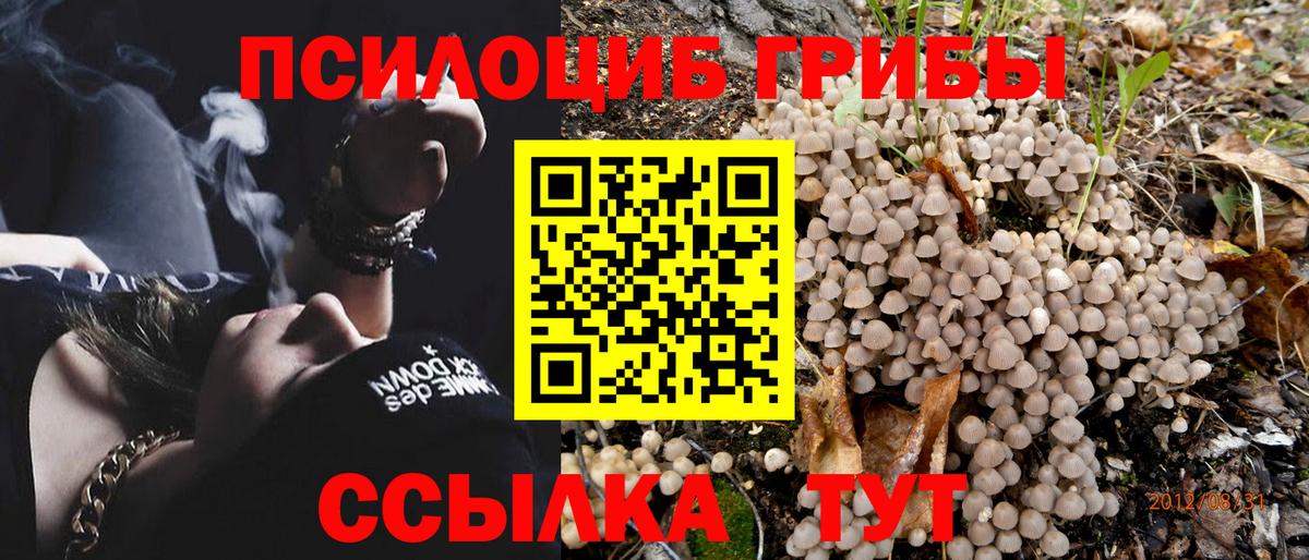 Галлюциногенные грибы Psilocybine cubensis Костомукша